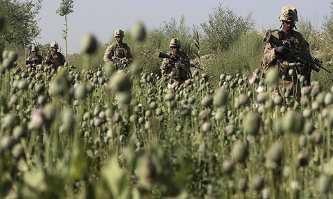 afghanistan-poppy-US-1-AP