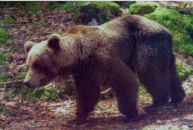 仏猟師、保護動物のクマを殺し裁判に