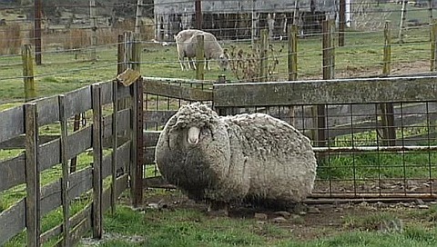 sheep26n-3-web