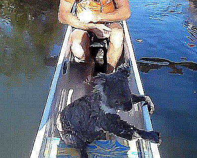 com - Koala joins paddlers for a ridekk