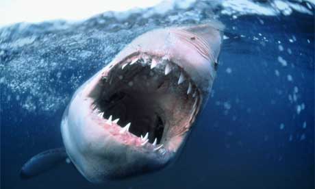 Great-White-Shark