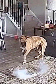 FireShot Capture 235 - Instagram - https_