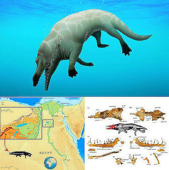 Phiomicetus_anubis-novataxa_2021-Go