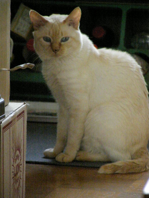 11年10月 猫の国 Nyota App Com