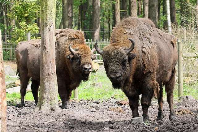 RWHO9Z6SX8E85XNVU67R