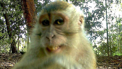 713113-monkey