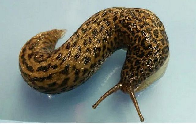 FireShot Webpage Screenshot #1864 - '広がる巨大ナメクジを追え