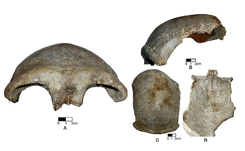 Salkhit skullcap