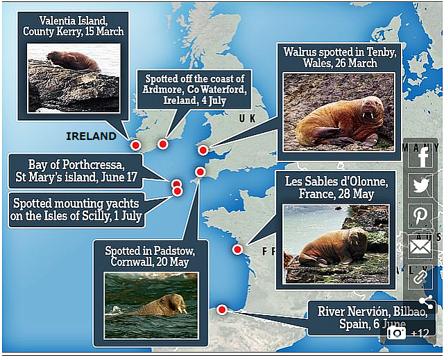 FireShot Webpage Screenshot #646 - 'Walrus fancies