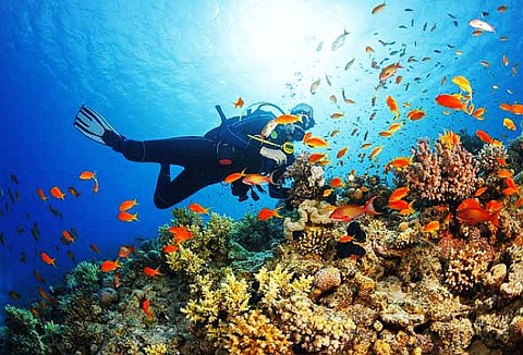 diving-coral-reef