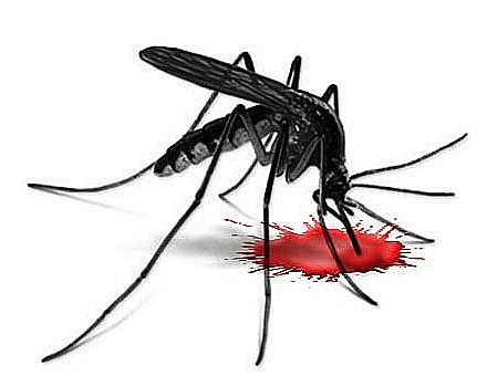 mosquito-dengue-blood-virus-fever121111111-640x480