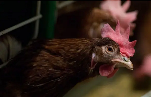 FireShot Capture 531 - 英政府、