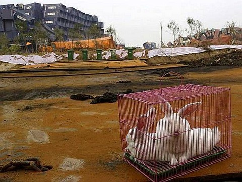 rabbit2-china2