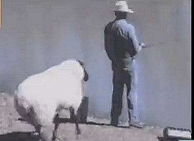 Animals Can Be Jerks - Supercut Compilation 2013! - YouTube