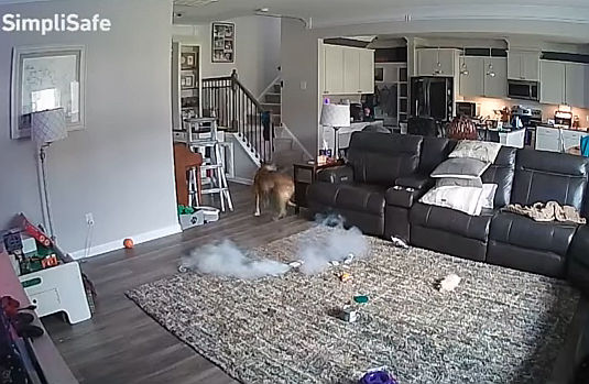 FireShot Capture 233 - Dog b