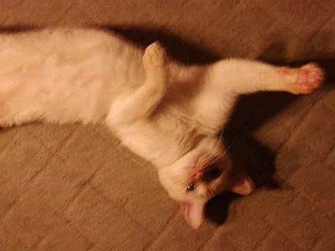 N01w-_afDb3TZOhw7DmsW8ugr5t8so