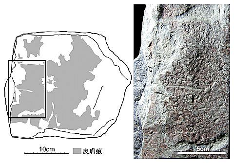 dinoskin2