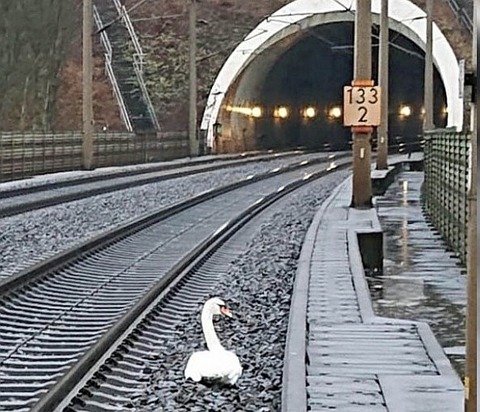 20201230_swan_building