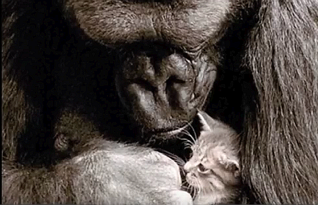 [Rescue cat] A gorilla uses sign language t