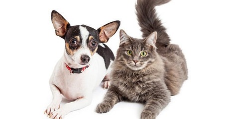 com_gen_5113554_images_n-DOG-CAT-628x314