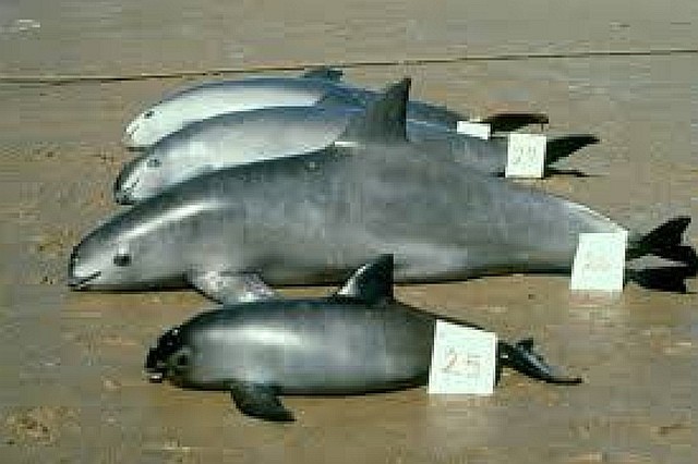 北の国から猫と二人で想う事 livedoor版:中国マフィアがメキシコ湾で狙う高級魚トトアバの浮袋