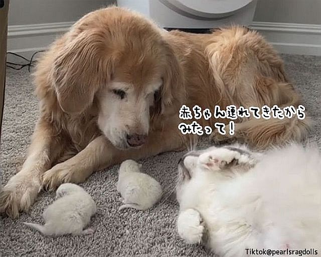 image gggfd