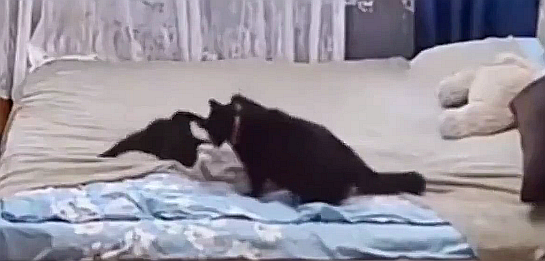 FireShot Capture 171 - XユーザーのPosts Of Catsさ