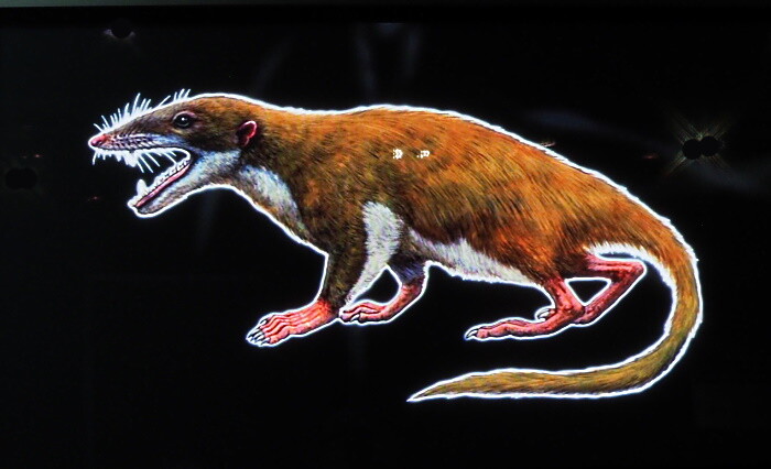 日本最古の哺乳類化石ササヤマミロス・カワイイ : いつでもLOUPE