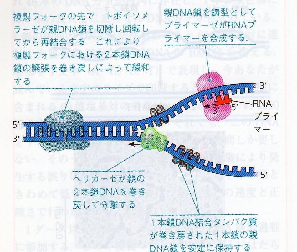 livedoor