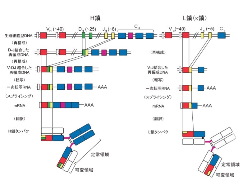 遺伝子再構成と自己反応細胞の除去 いつでもloupe