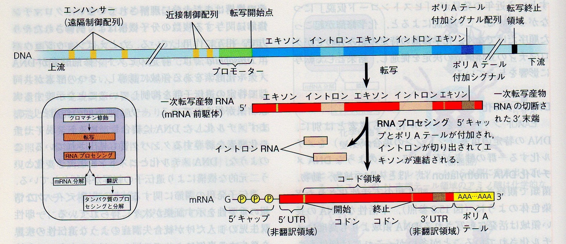 japaneseclass jp