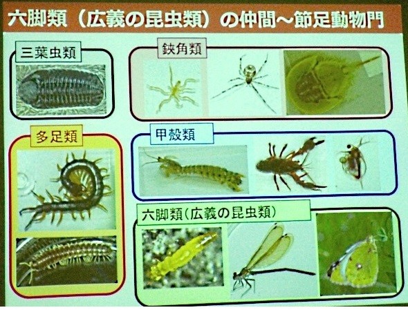 昆虫の進化 昆虫の祖先はエビやカニ いつでもloupe 昆虫の進化 昆虫の祖先はエビやカニ いつでもloupe