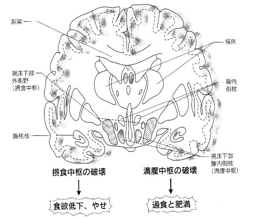 オレキシンが明かした 覚醒 の意味 いつでもloupe