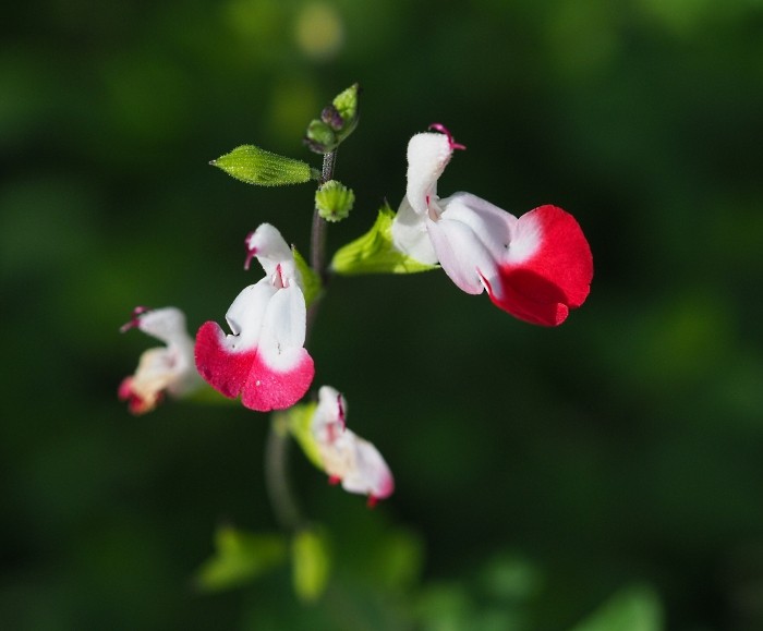 花のm4 3 ホットリップスの紅い唇 いつでもloupe 花のm4 3 ホットリップスの紅い唇 いつでもloupe
