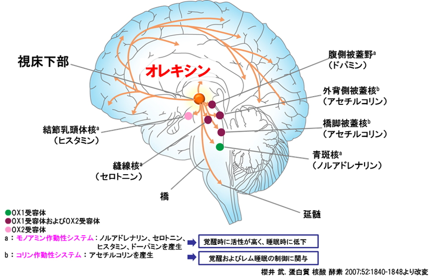 体 拮抗 受容 薬 オレキシン