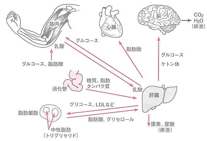 代謝経路