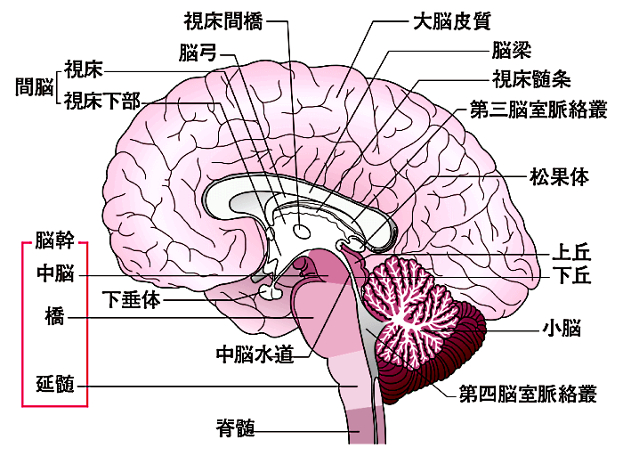 覚醒と睡眠を切り替える脳のしくみ いつでもloupe