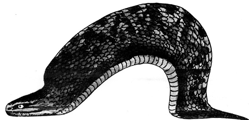 書籍紹介 逃げろツチノコ いつでもloupe