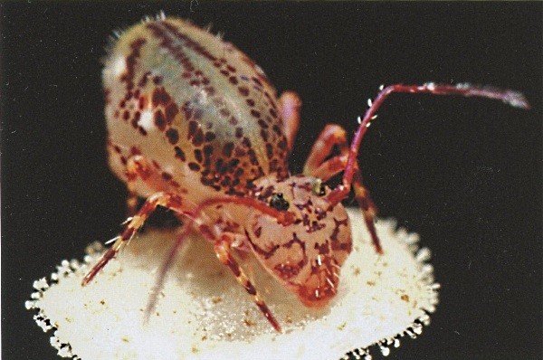 森と自然菜園 10 土壌生物の種類 大きさ 数量 いつでもloupe 森と自然菜園 10 土壌生物の種類 大きさ 数量 いつでもloupe