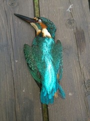 はるき　本物！カワセミのツガイ、剥製、美品 カワセミの剥製