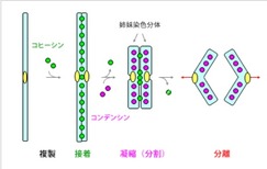 コヒーシンとコンデンシン