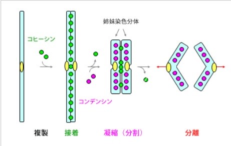 ミニ染色体維持複合体成分2