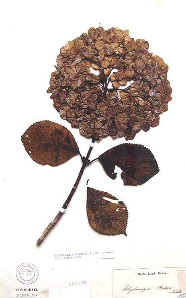 シーボルトと紫陽花 いつでもloupe