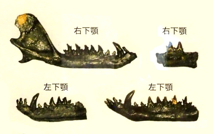 いつでもLOUPE
