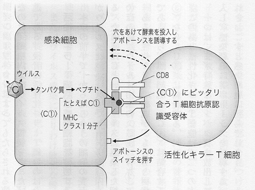 キラーｔ細胞による感染細胞の破壊 いつでもloupe