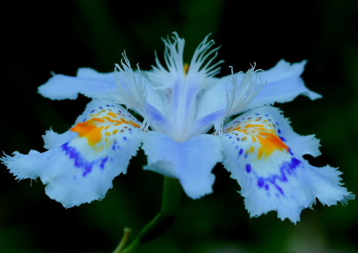 花のm4 3 立夏には胡蝶花がよし夏の季語 いつでもloupe