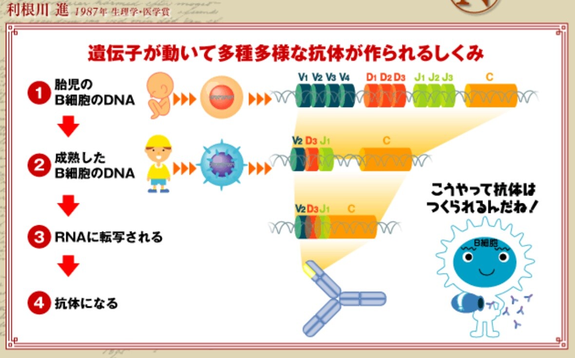 免疫とワクチン いつでもloupe