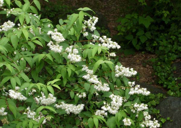 卯の花の歌 いつでもloupe