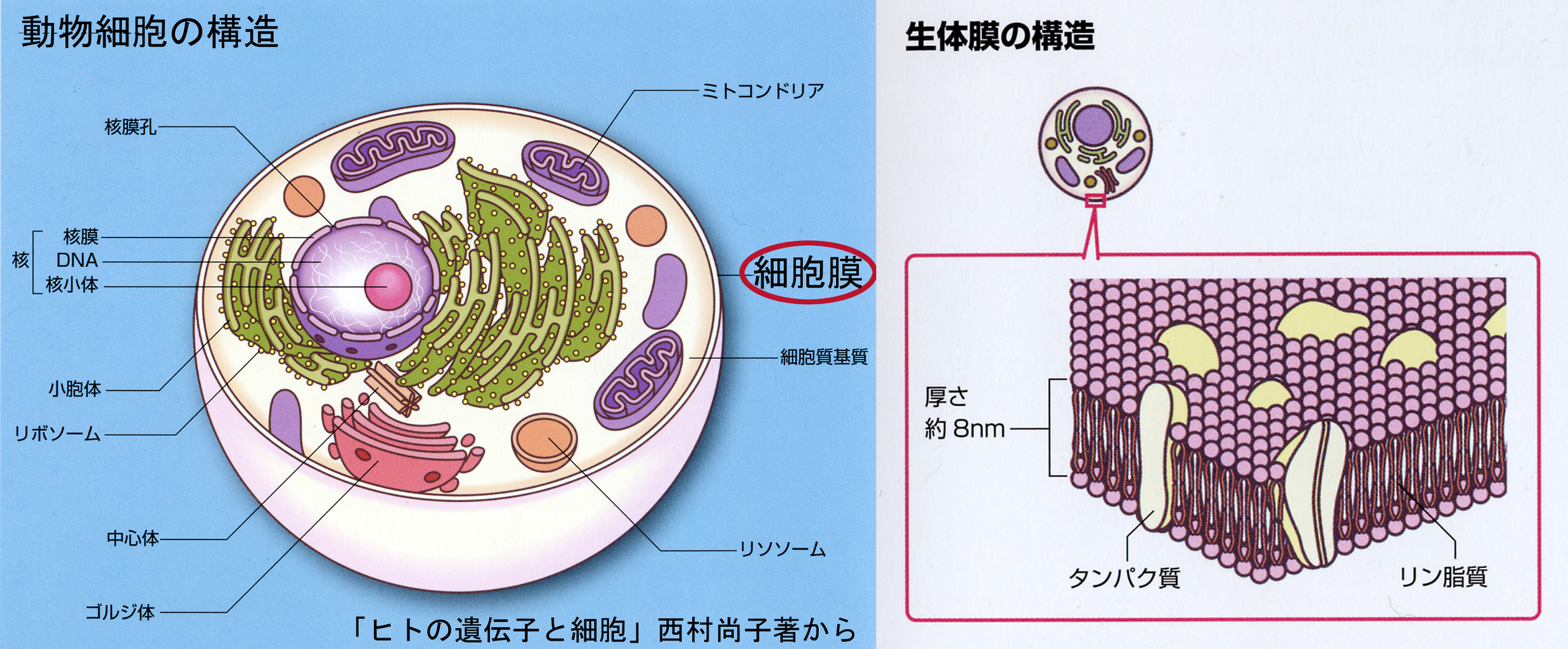 液胞動物細胞 _ 植物細胞 液胞 なぜ発達 – Kacte Online