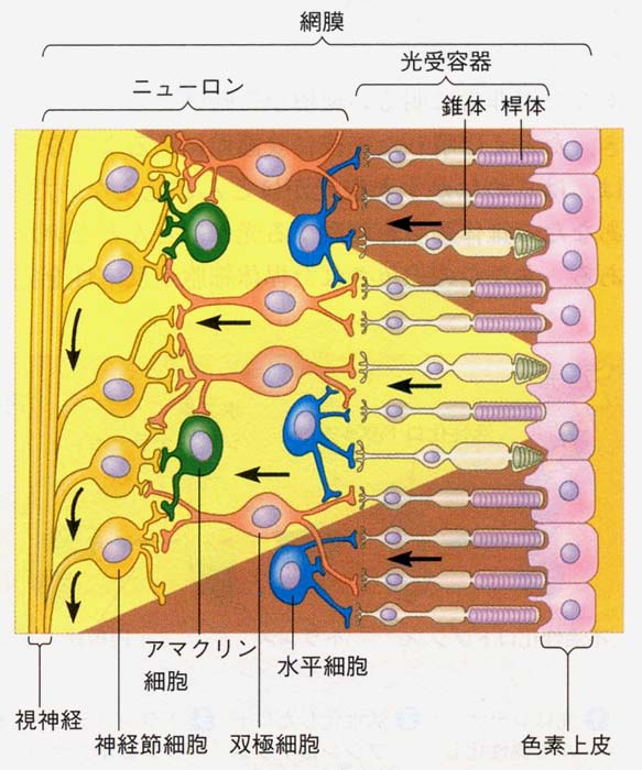 いつでもLOUPE:ヒトの眼とデジカメの眼